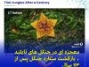 بازگشت گیاه نایاب «ستاره دریایی جنگلی» به جنگل‌های چیانگ‌رای پس از ۱۱۳ سال