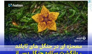 بازگشت گیاه نایاب «ستاره دریایی جنگلی» به جنگل‌های چیانگ‌رای پس از ۱۱۳ سال