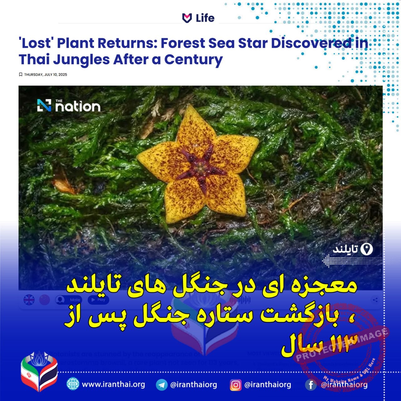 بازگشت گیاه نایاب «ستاره دریایی جنگلی» به جنگل‌های چیانگ‌رای پس از ۱۱۳ سال