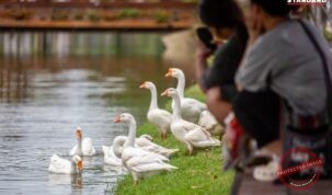 رهاسازی غازها در خندق تاریخی چیانگ‌مای برای پاکسازی آب و جذب گردشگر
