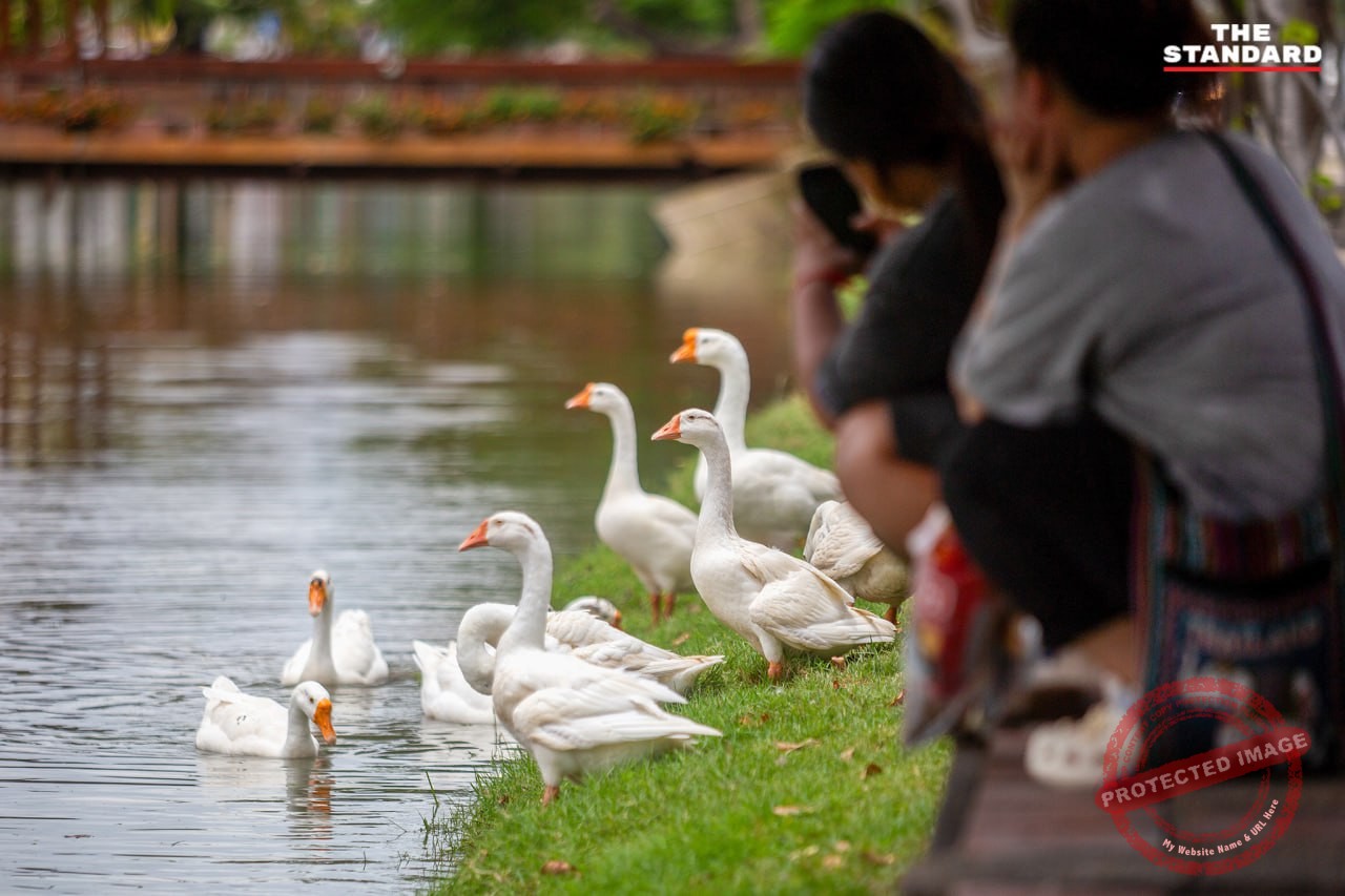 رهاسازی غازها در خندق تاریخی چیانگ‌مای برای پاکسازی آب و جذب گردشگر